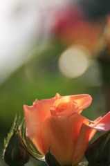 　　　花摘み　19