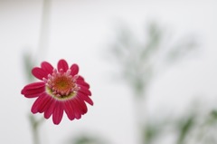 花写　(90　　？