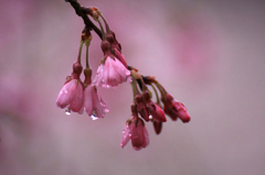 　　　花雫　16