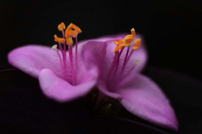 　　花写　2