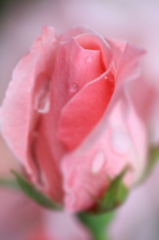 　　　花摘み　14