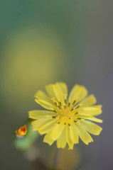 　　　野辺の花　1