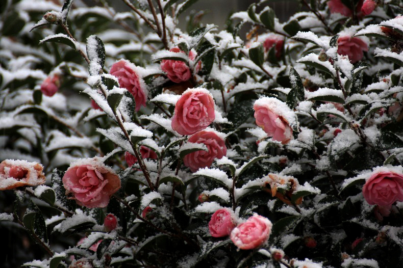 　　　雪ツバキ