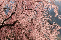 さくら 桜 櫻　(4 