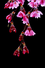 　　　花雫　4