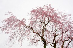 　　　櫻　桜　さくら　(4