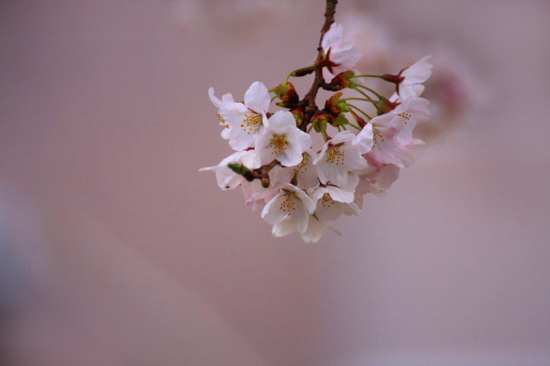 　　　櫻　桜　さくら　(1