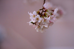 　　　櫻　桜　さくら　(1