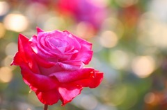 　　　薔薇の回廊　　6