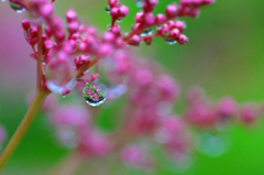 　　　水中花  2