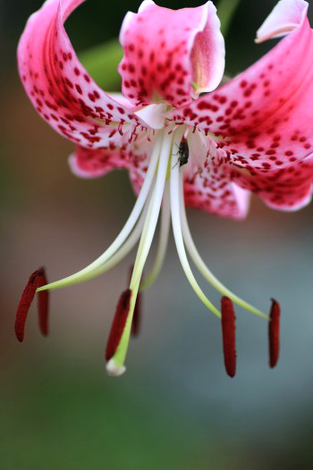 　　　花びらのドレス