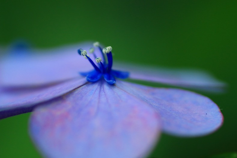 紫陽花の詩　11
