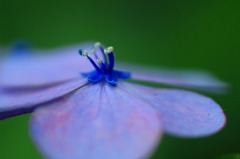 紫陽花の詩　11