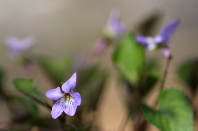 　　　花野辺　6