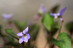 　　　花野辺　6
