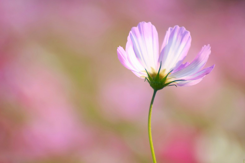 　　　秋桜の詩　　4