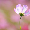 　　　秋桜の詩　　4