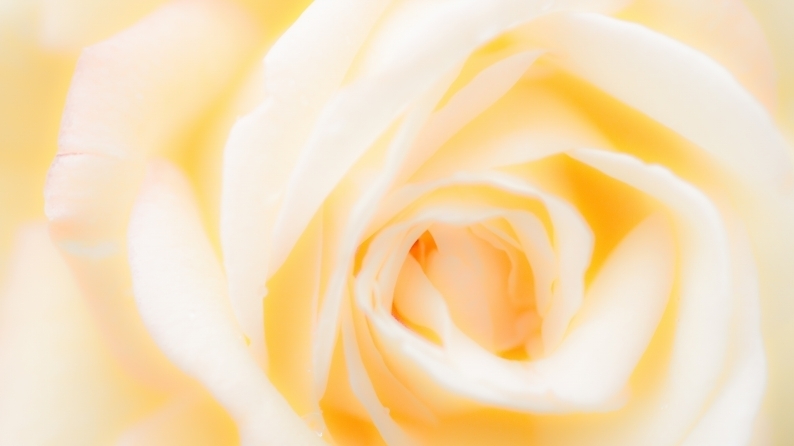 　夢見る薔薇