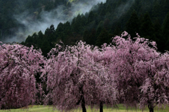 　　さくら 桜 櫻　(27