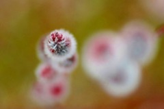 花じゃないけれど