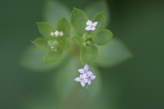 　　　花野辺　　18