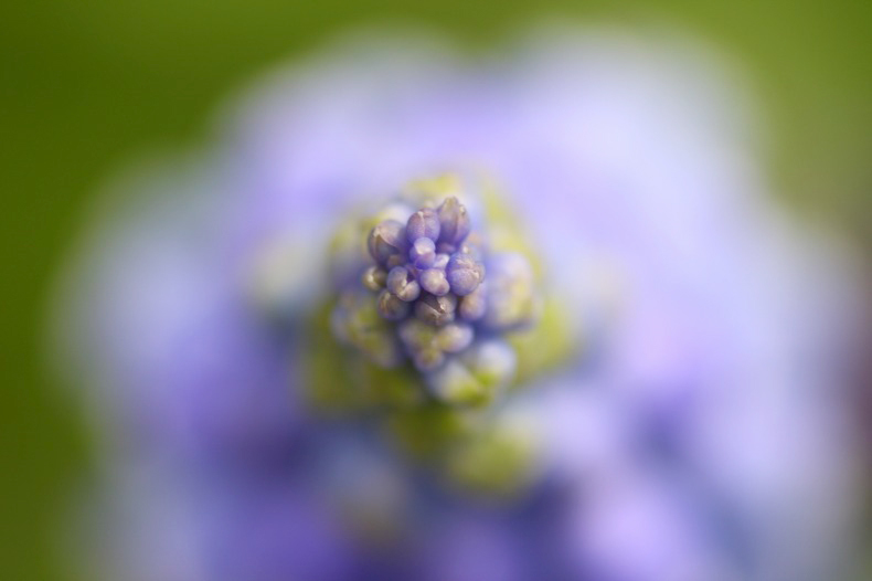 　　　花衣