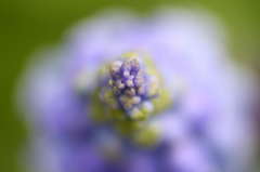 　　　花衣