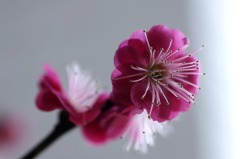 花写　(6