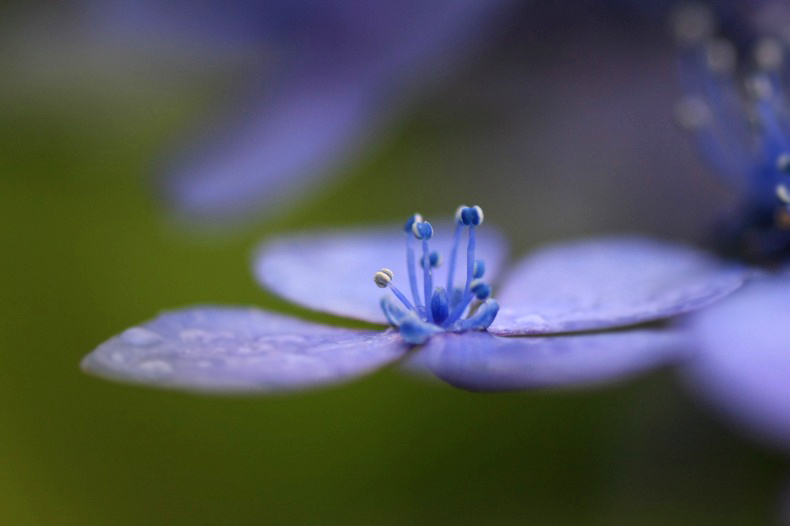 　　　花ひらく
