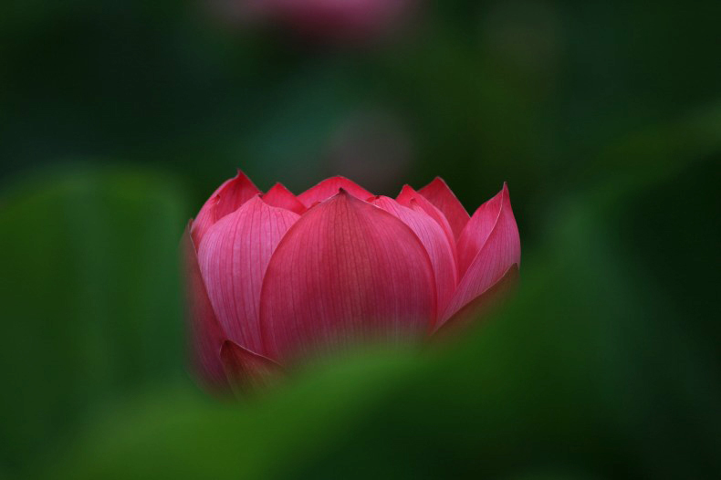 　　　花ハスの詩　16