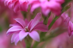 　　春呼ぶ花　5