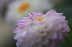 　　　彩花　12