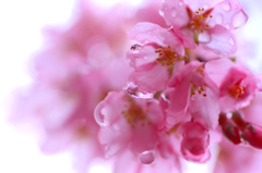 　　　花雫　6