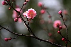 花写　(55　　梅