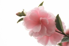 花写　サザンカ