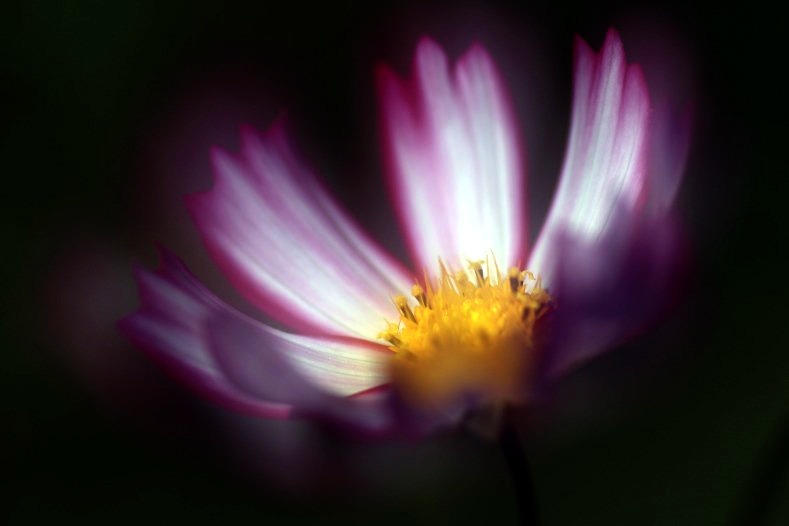 花のワルツ　6