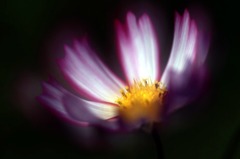 花のワルツ　6