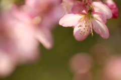 　　　花想い　8