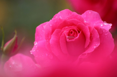 　　　薔薇雨情　　4