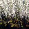 冬の湖点景