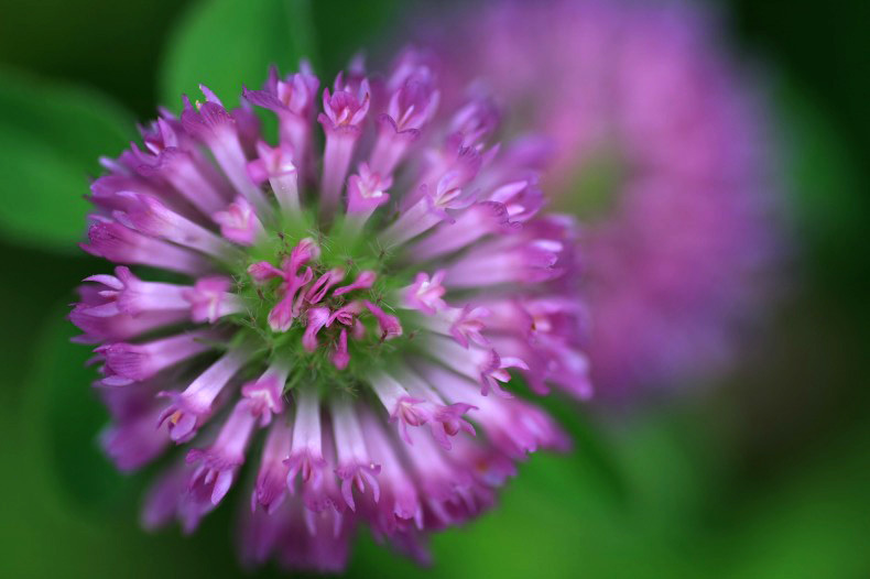 　　　野に咲いて　　6