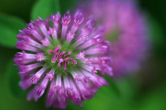 　　　野に咲いて　　6