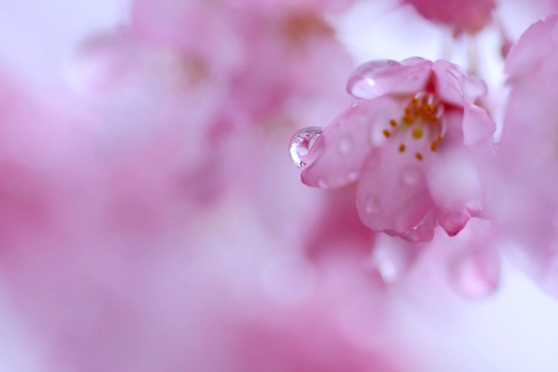 　　　花雫　2