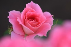 　　　薔薇写　1