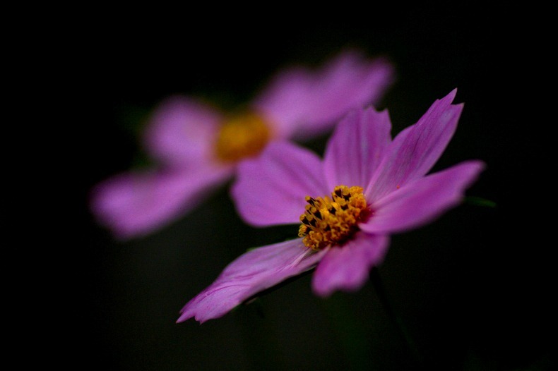 花のワルツ　23