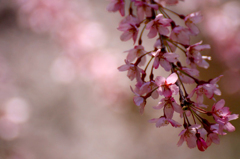 　　　桜残想　3