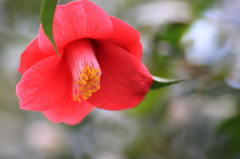 　　花摘み　4 