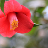 　　花摘み　4 