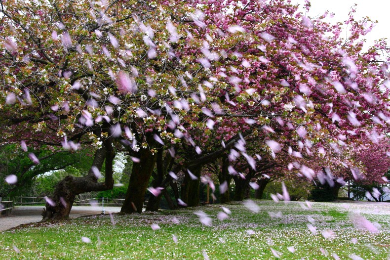 　　　桜残想　4