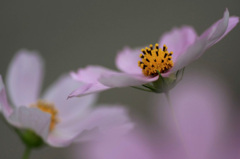 　　　秋桜の詩　　2